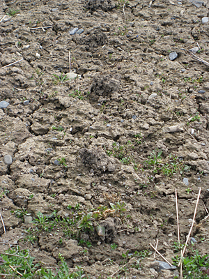 pansy unmulched